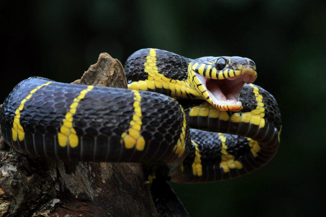 Ученые из Австралии предложили разводить питонов в качестве альтернативы мясу