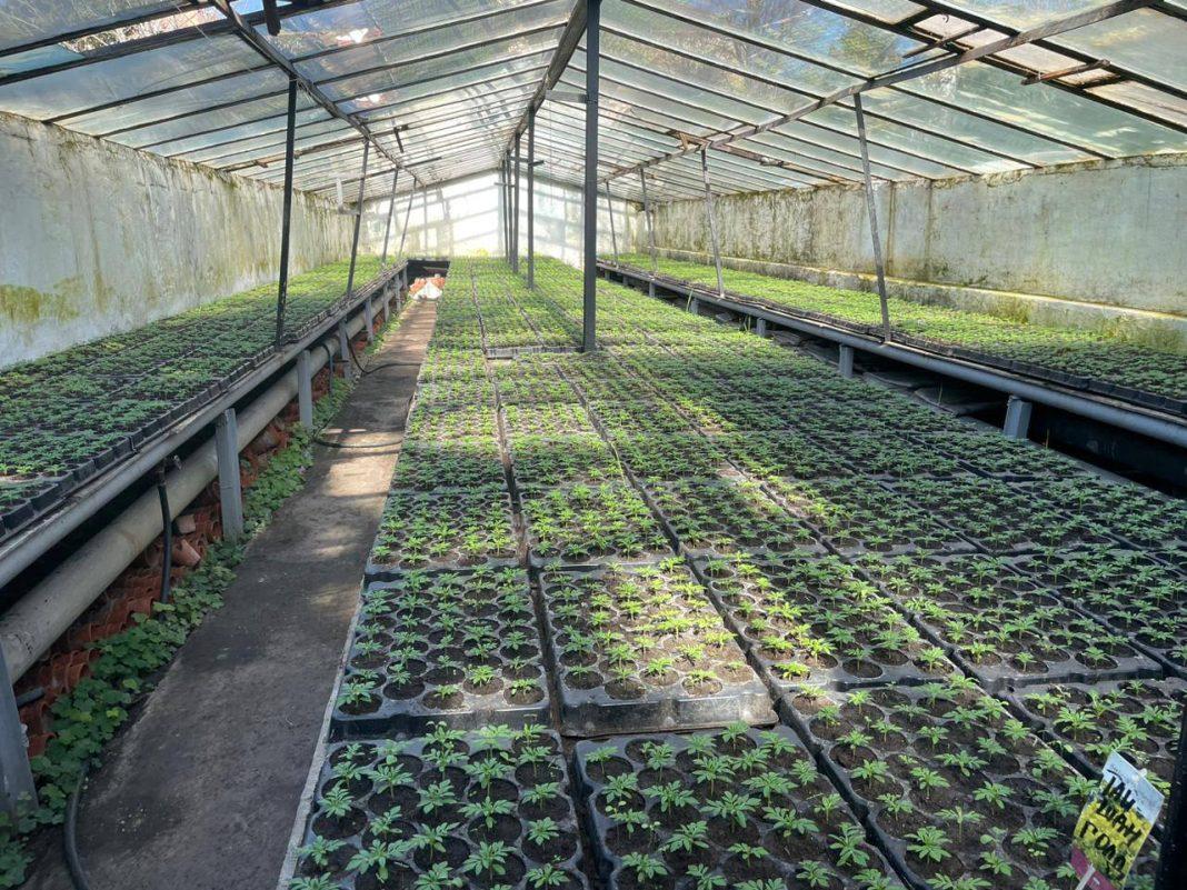 Цветник на месте свалки: в Сочи откроют питомник субтропических растений на бывшем полигоне отходов