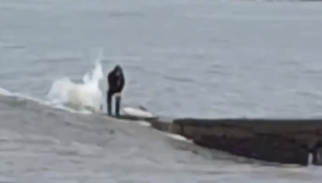 Женщину чуть не смыло в море, когда она пыталась спасти дельфина — видео