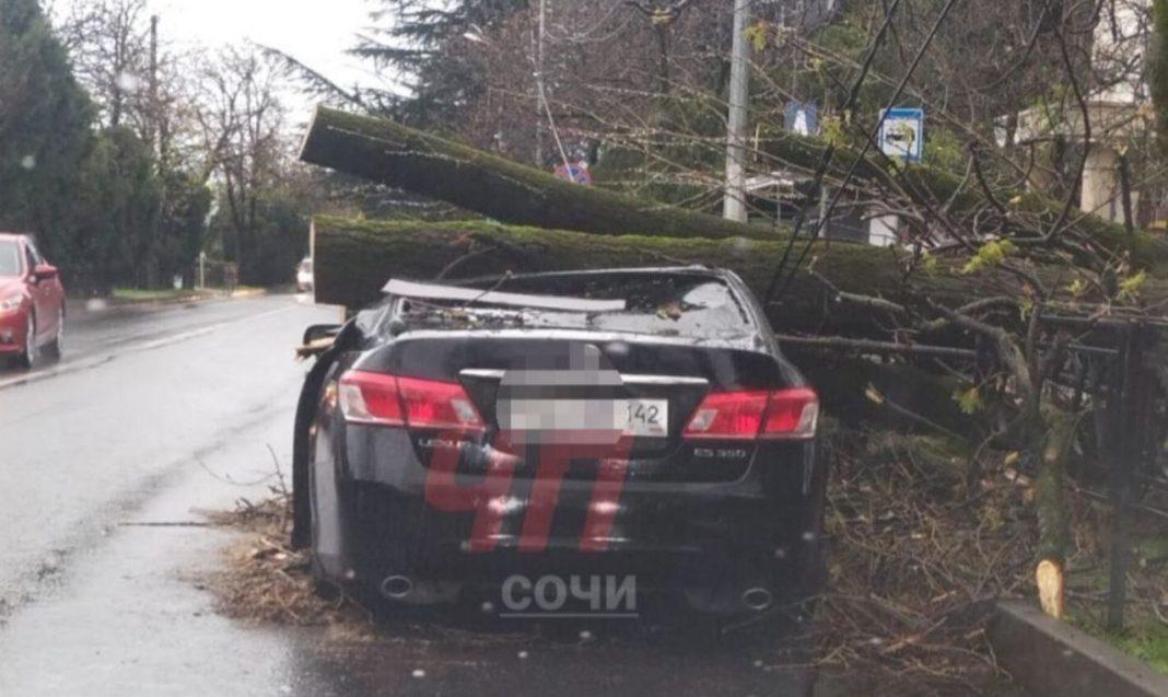 Машину раздавило деревом: последствия непогоды в Сочи