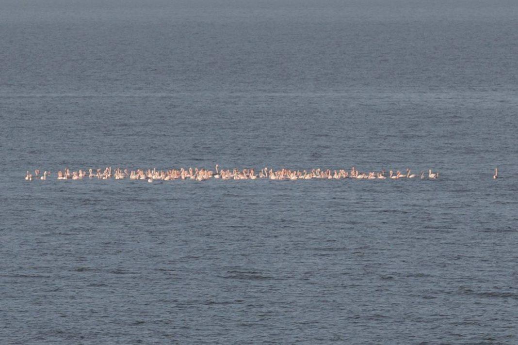 Большую стаю розовых фламинго заметили на побережье Азовского моря — фото