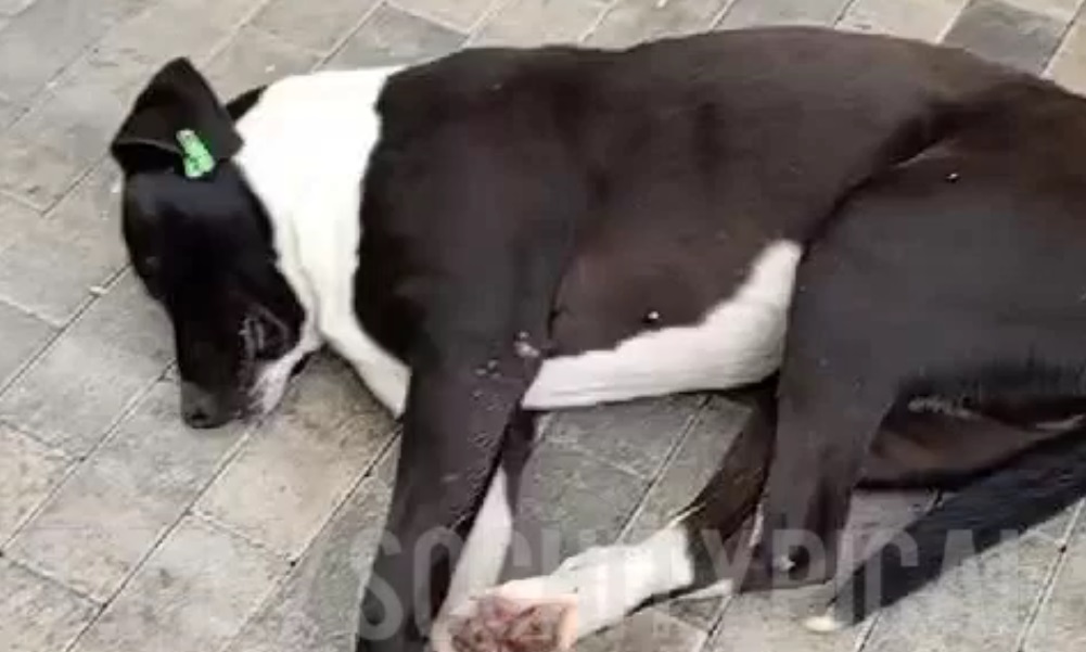 Полиция проверяет видео с отравлением собаки около детской площадки в Сочи