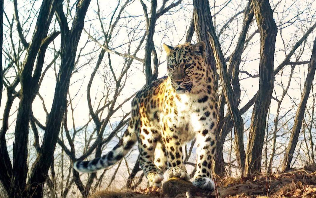 Жители Кубани выберут имена для семьи леопардов