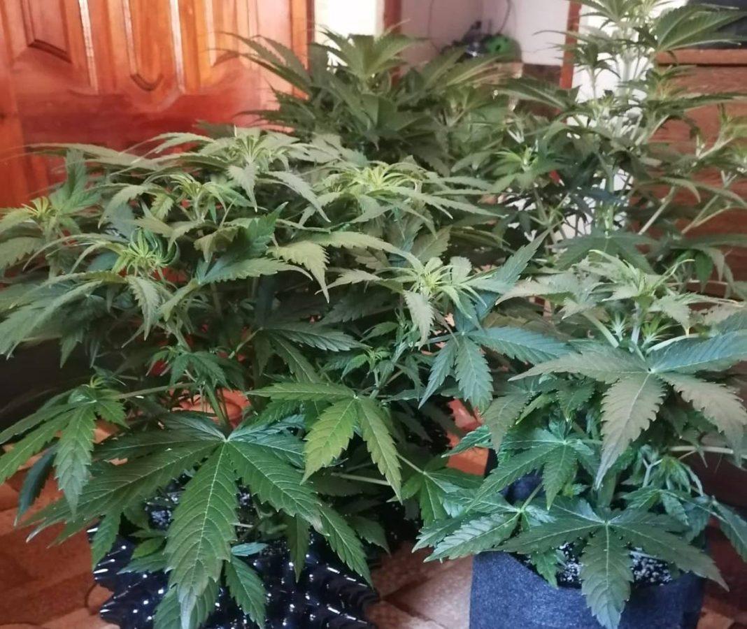 Полицейские задержали жителя Сочи, хранившего дома мефедрон и коноплю