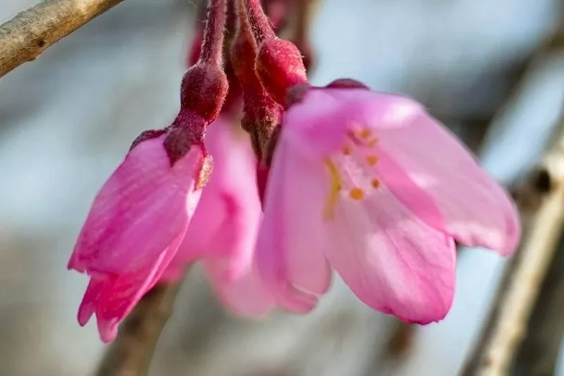 В парке «Южные культуры» расцвела сакура