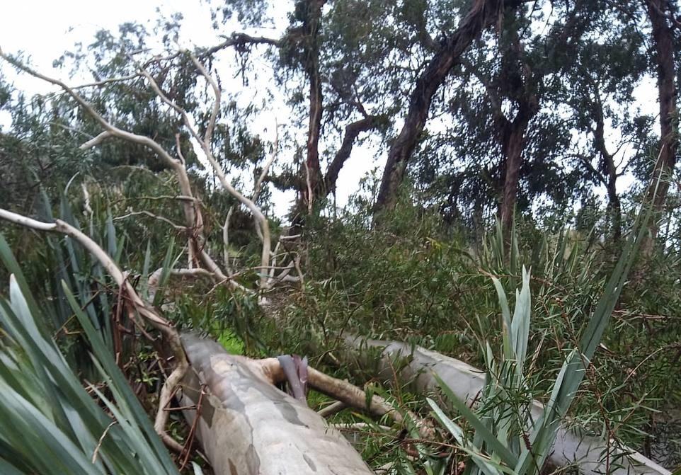 Ветер повалил 77-летний кипарис в сочинском дендрарии