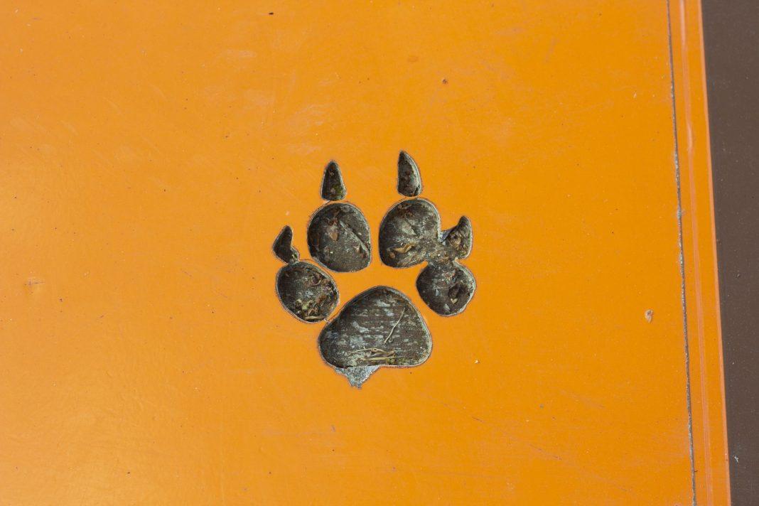 Всемирный день кошек в Сочи: какие усатые живут у нас и почему они занесены в Красную книгу?