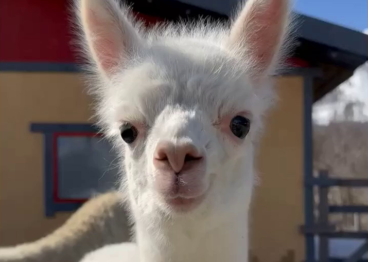 Маленькую альпаку выпустили в вольер к большим — видео