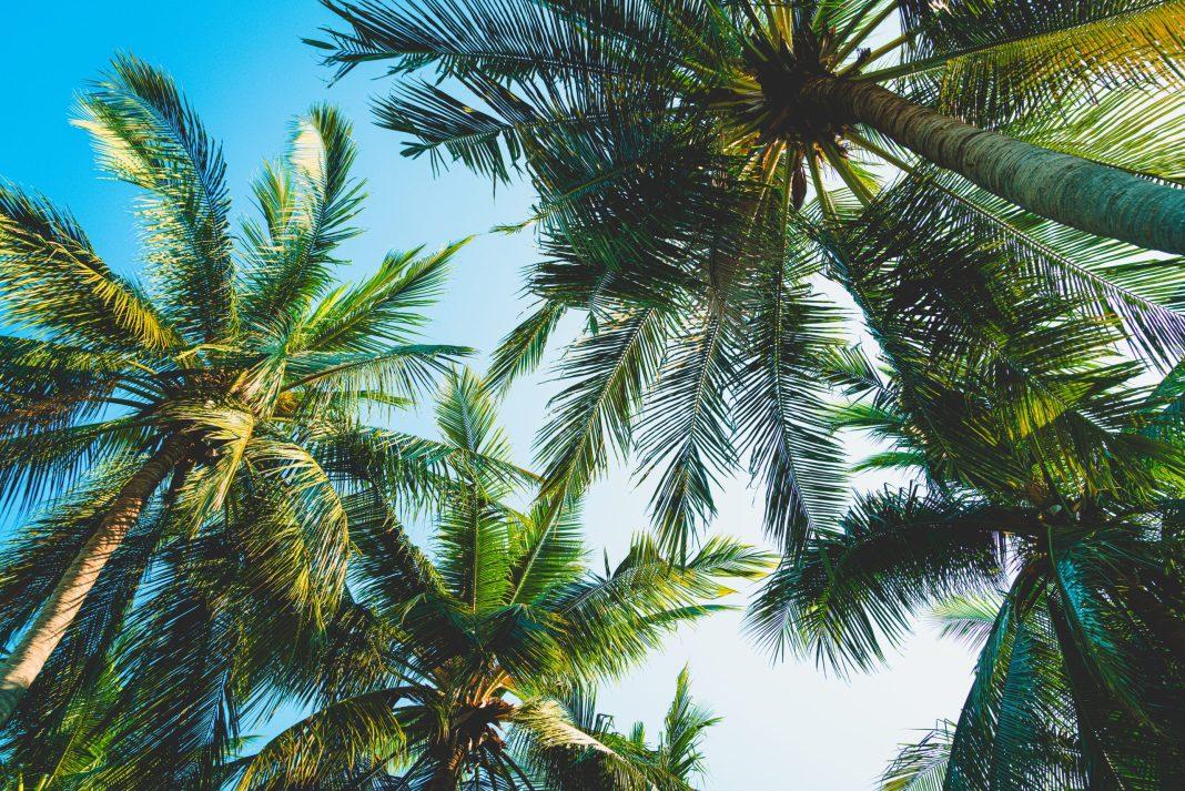 Скидки, курортные услуги, цифровые сервисы: какие бонусы даст жителям «Карта сочинца»