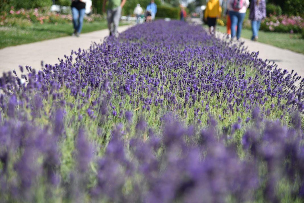 Сергей Галицкий расширит парк «Краснодар» до поселка Плодородного