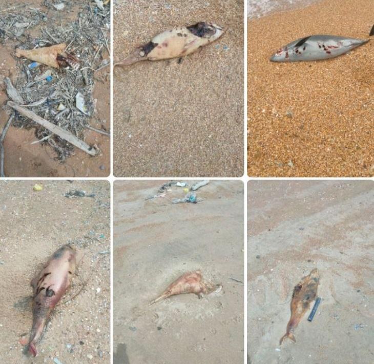 Мужчина обнаружил кладбище дельфинов под Анапой