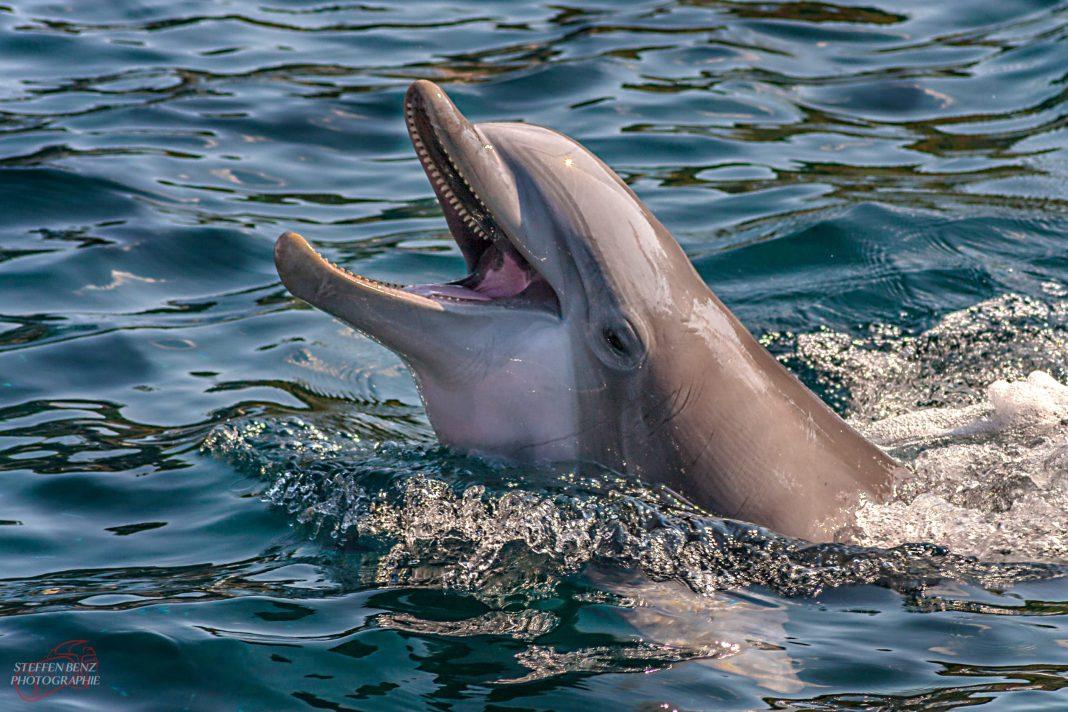Начало летнего сезона в Сочи сулит дельфинам неприятности