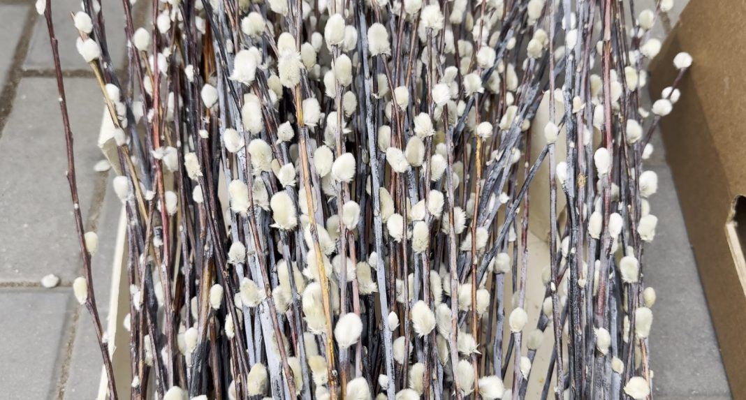 Пальмы вместо вербы: Сочи готовится отмечать вход Господень в Иерусалим