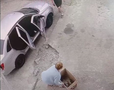 На Львовской неизвестные оставили коробку с щенками