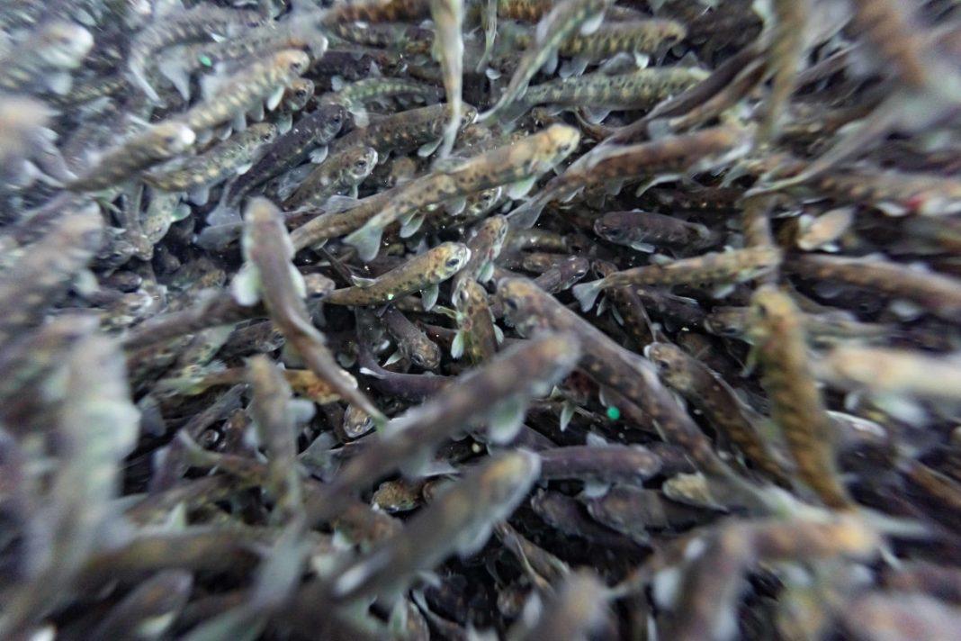 В Сочи в реку Мзымта выпустили краснокнижного лосося