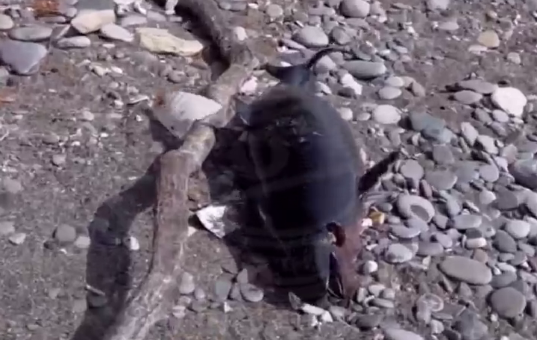 В Сочи обнаружили на пляже мёртвого дельфина