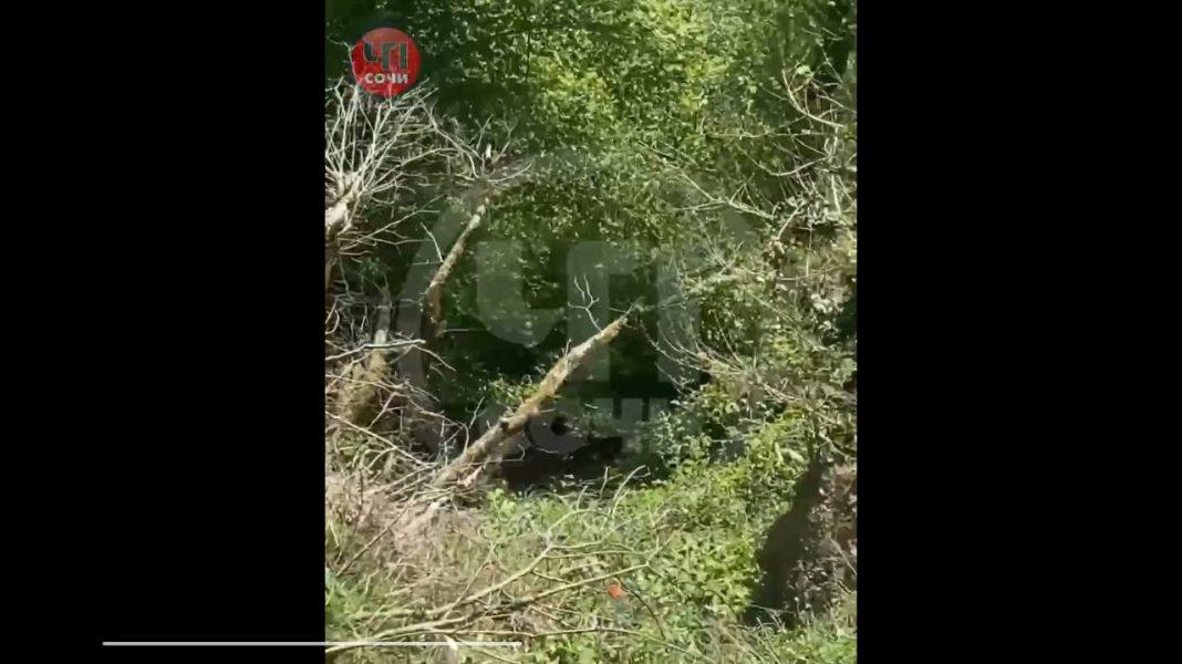 В Сочи автомобиль упал в овраг. Есть ли пострадавшие?