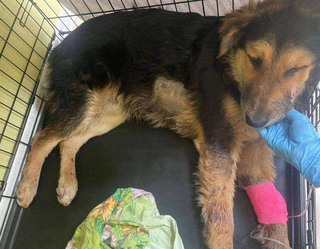 В Сочи задержали мужчину, который может быть «охотником на собак»