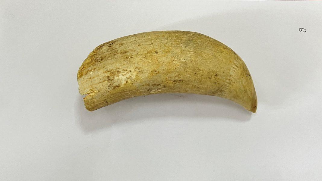 Россиянин пытался вывезти зубы краснокнижного кашалота в Китай