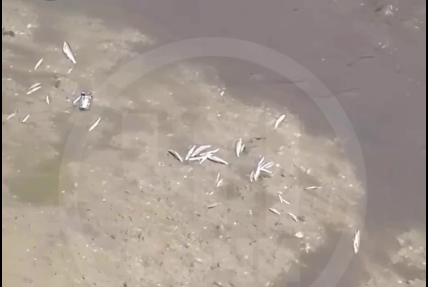 СК проверит сообщения о токсичных выбросах в реку Дагомыс