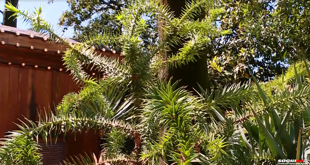 Редкие растения высадили в парке «Ривьера» в городе Сочи