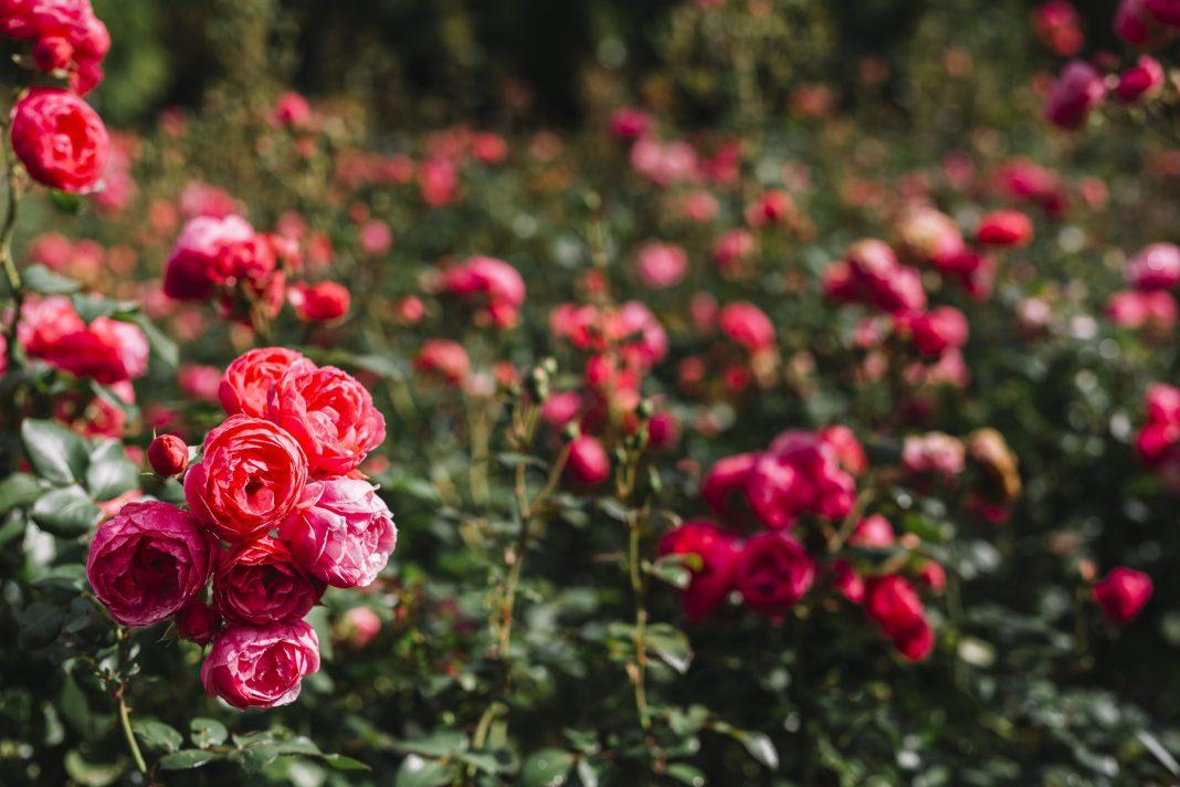 В «Дендрарии» цветет розарий, состоящий из 1500 саженцев