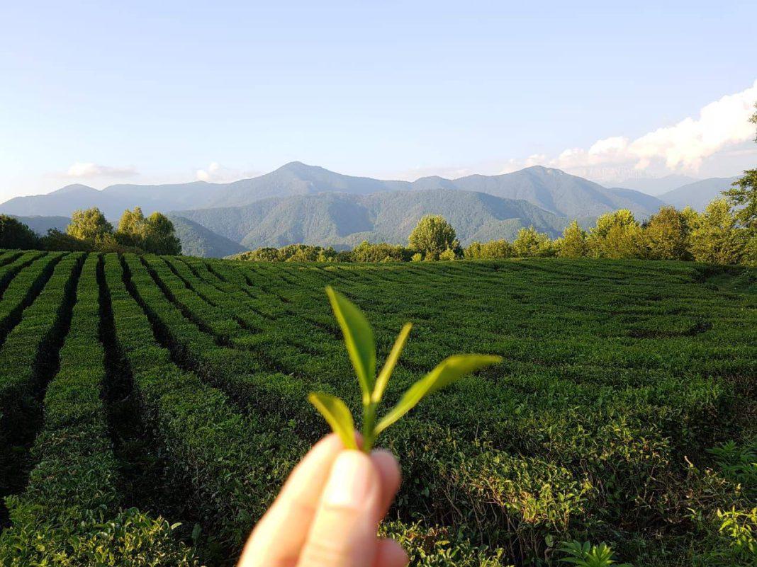 Землю Сочи хотят защитить законом, но не всю