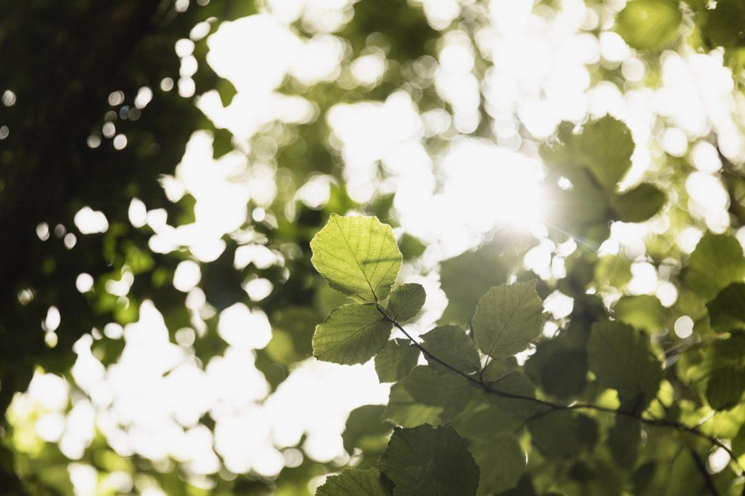 28 мая — Пахом Теплый: что нужно делать в этот день для счастья и благополучия