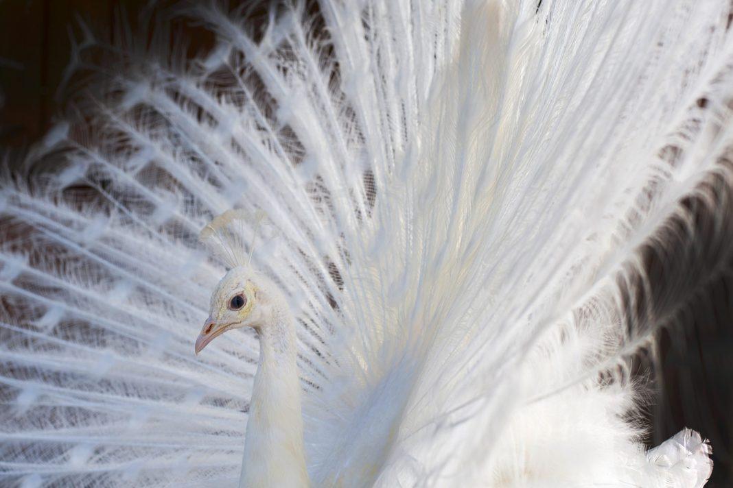 Белоснежный беглец: в Сочи заметили павлина, сидящего на еловой ветви