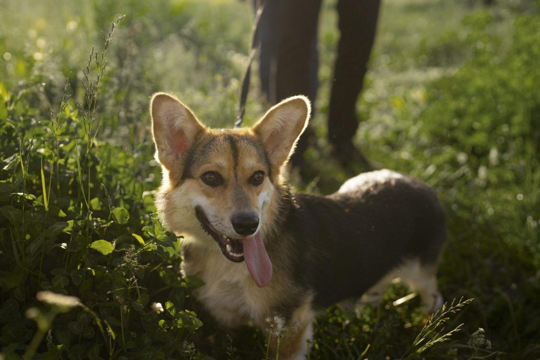 Покорми друга: в Сочи проходит акция помощи бездомным животным