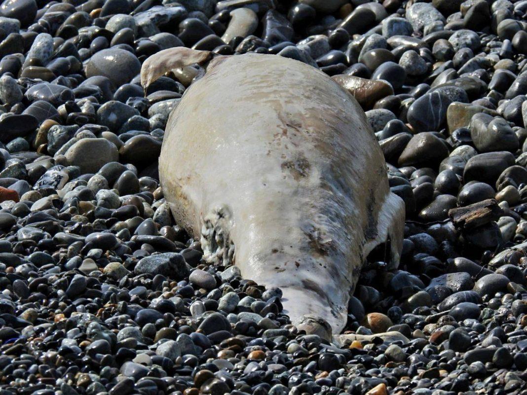 На пляжах Сочи всё чаще находят мёртвых дельфинов