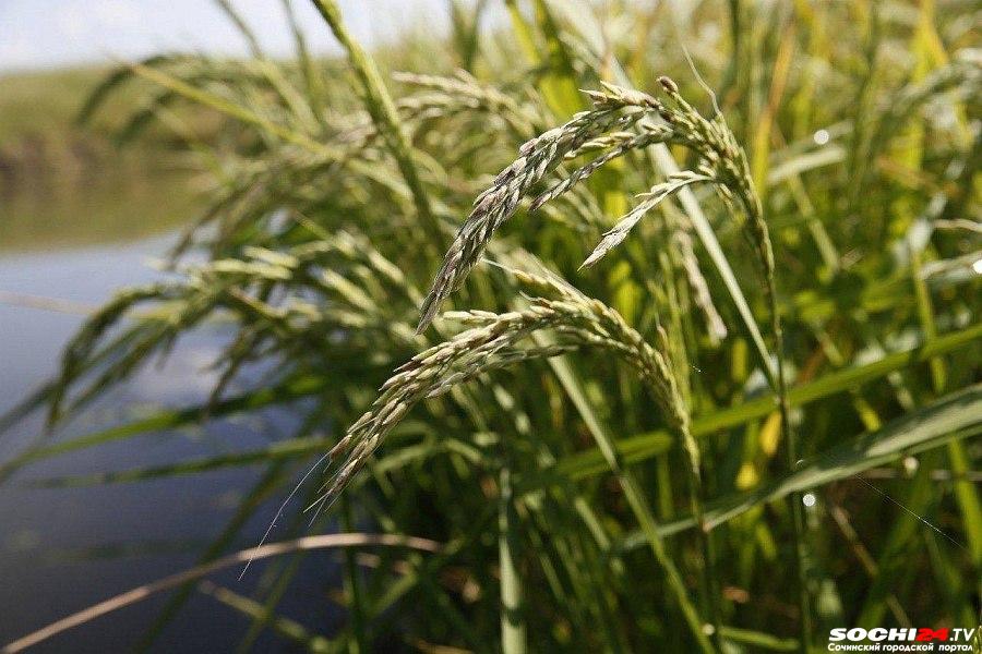 23 мая — Симонов день: приметы и обряды, которые помогут привлечь благополучие