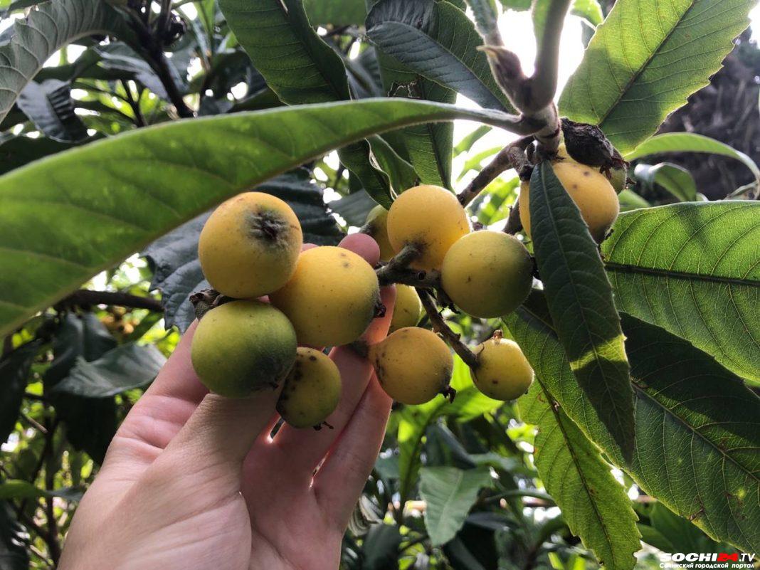 В Сочи поспела экзотическая мушмула: чем полезны эти фрукты