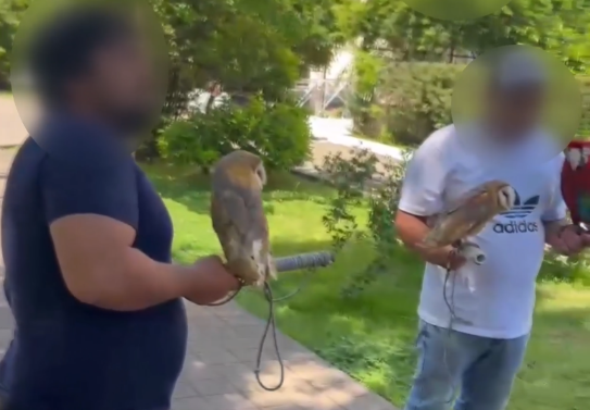 В Сочи начали штрафовать фотографов и изымать попугаев