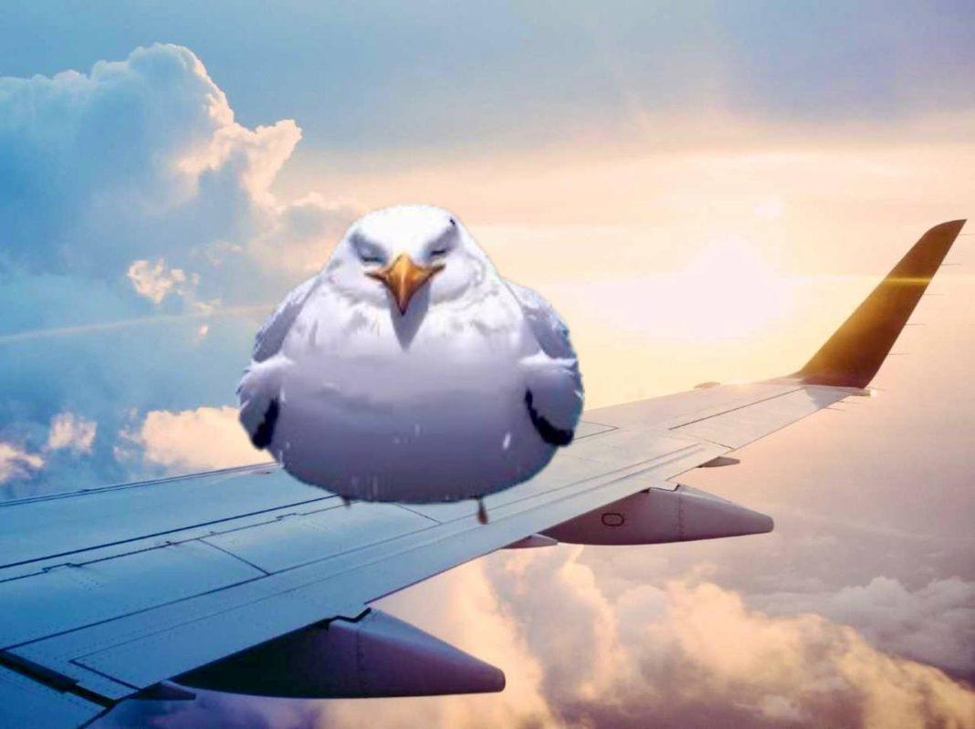 Сейчас вылетит птичка? Прокуратура рассказала, что на самом деле произошло с самолетом из Сочи