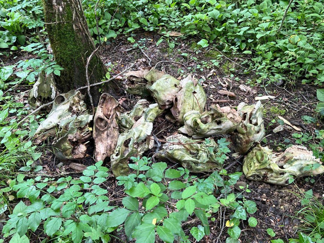 В Сочи нашли тайник с черепами животных