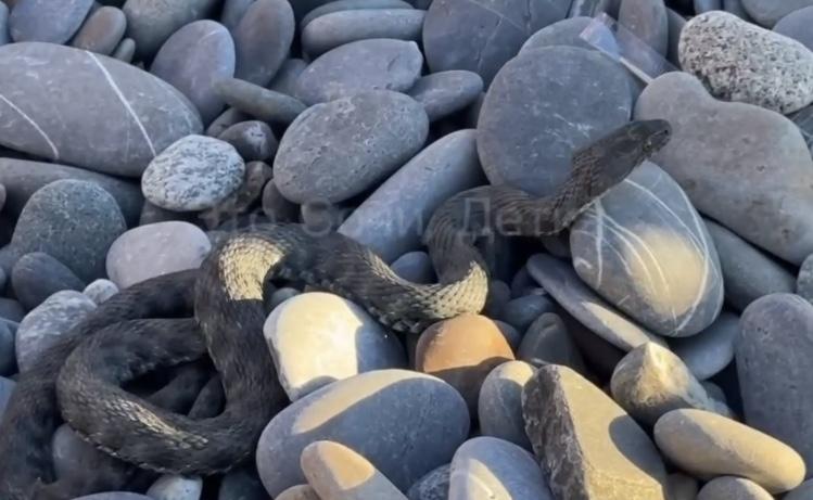 Изумление и страх: дети нашли змею на одном из пляжей Сочи