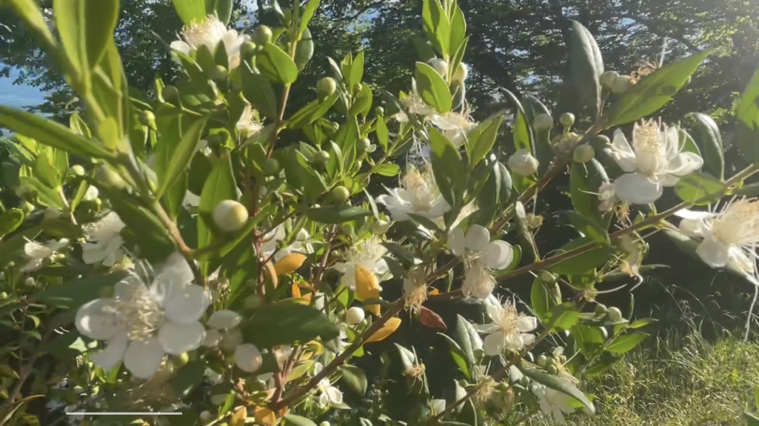 Пышные и вечнозеленые ветви: в Сочи цветет кустарник, который Адам забрал из рая