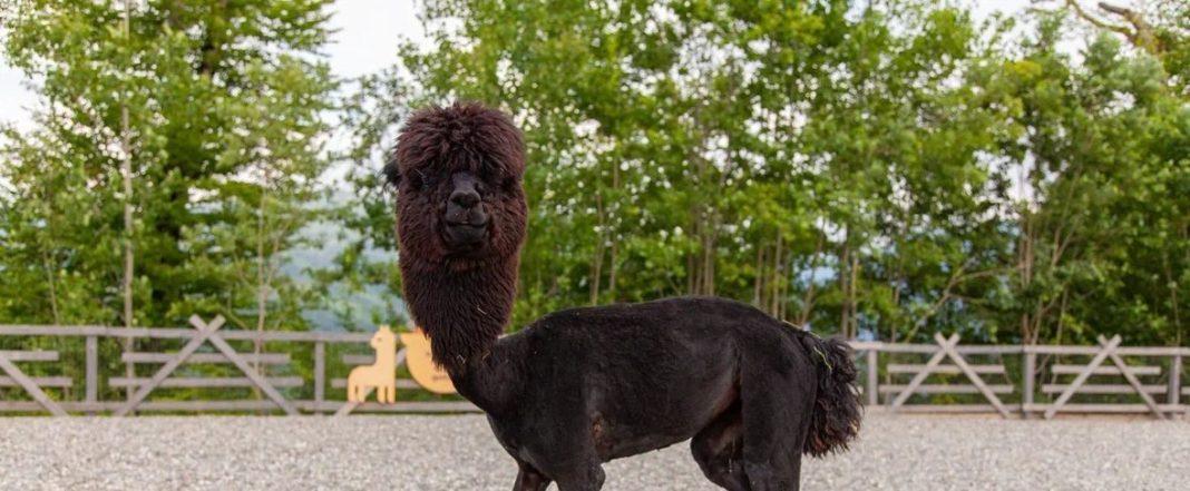 Почти 12 кг шерсти: в горном парке Сочи постригли альпак