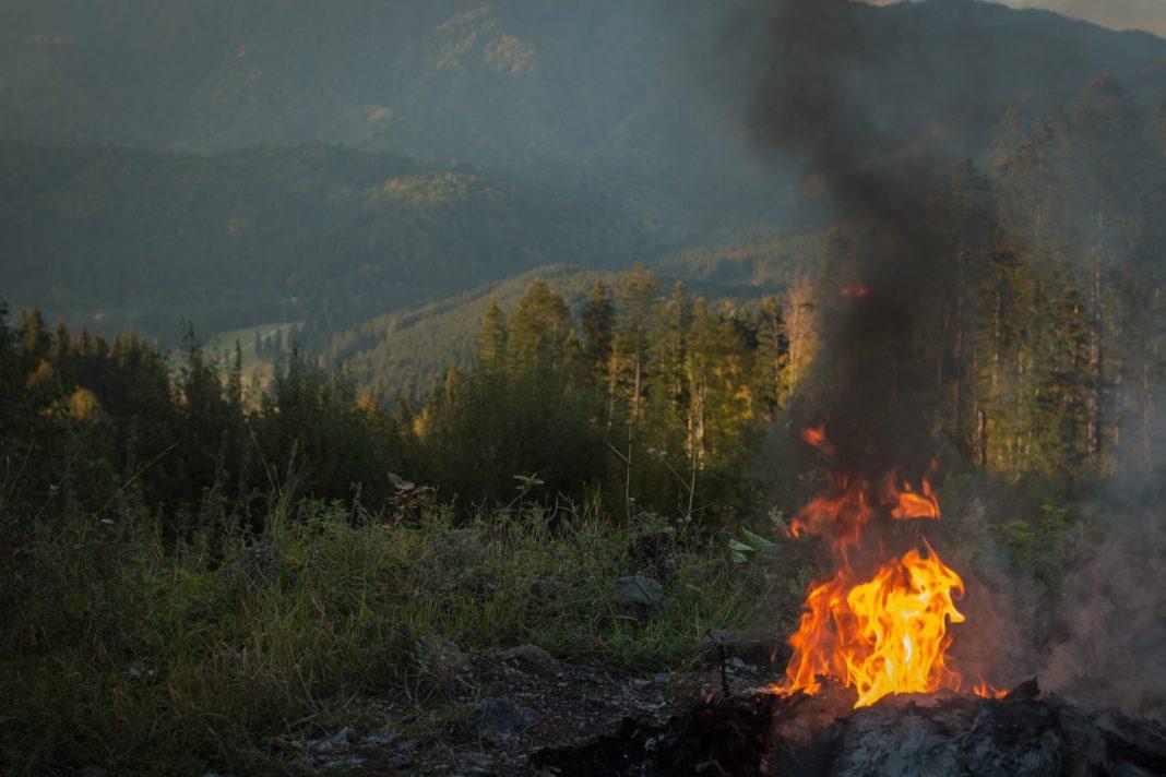 Все еще опасно: в Краснодарском крае продлены ограничения на пребывание в лесах