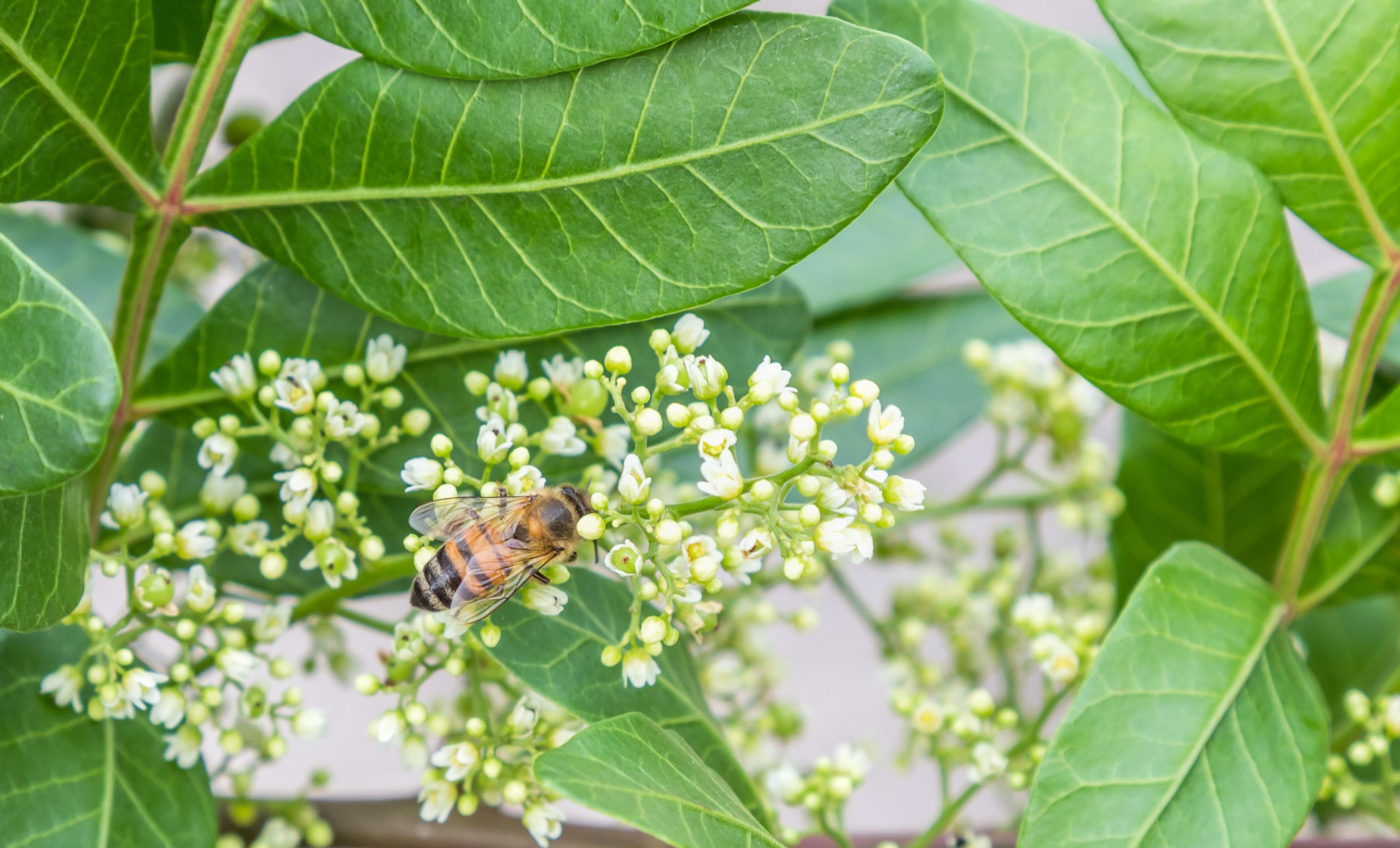 A closeup shot of a bee on the flower