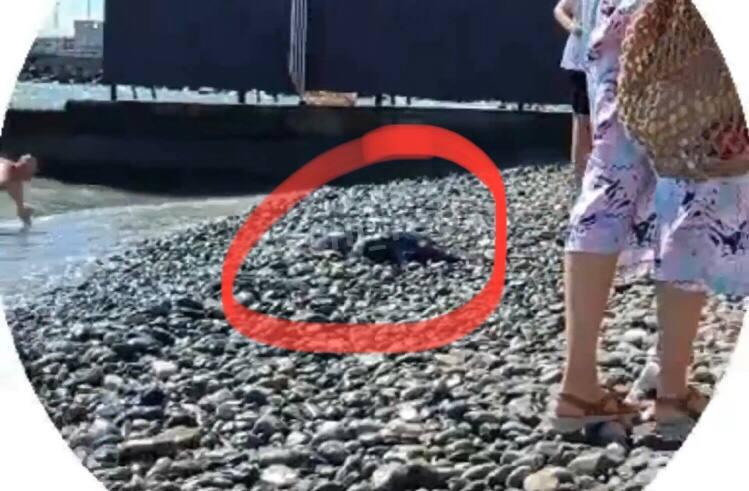 Шокирующая находка: в Сочи отдыхающие заметили труп дельфиненка, который прибился к берегу