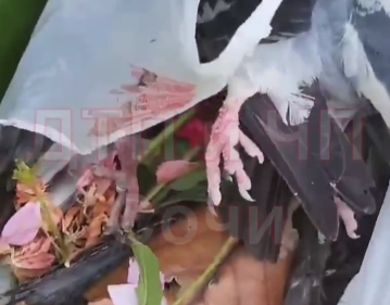 Яд рядом с детьми: в Адлере кто-то травит голубей на детской площадке