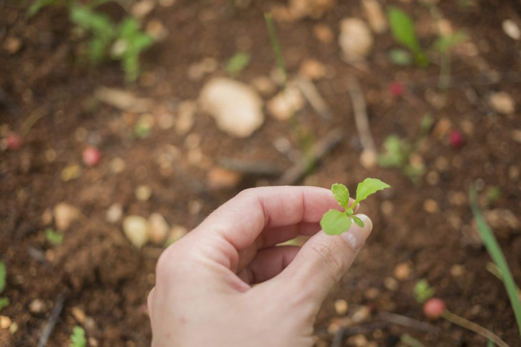 Елисей Гречкосей: традиции, приметы и запреты на 27 июня