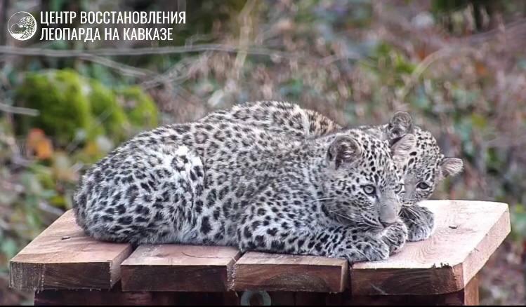 Сочинский нацпарк: скоро выпустим молодых леопардов в дикую природу