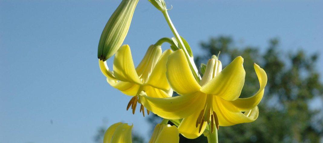 Уникальные кадры краснокнижных растений: в Сочи начали цвести дикорастущие лилии