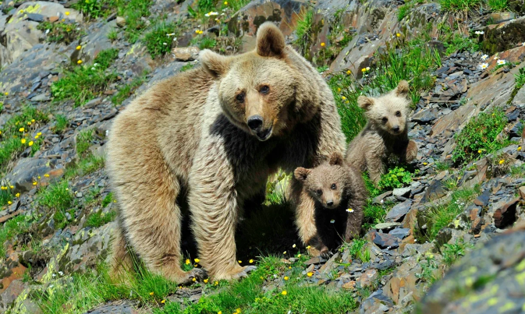 В Сочи займутся пересчетом медведей