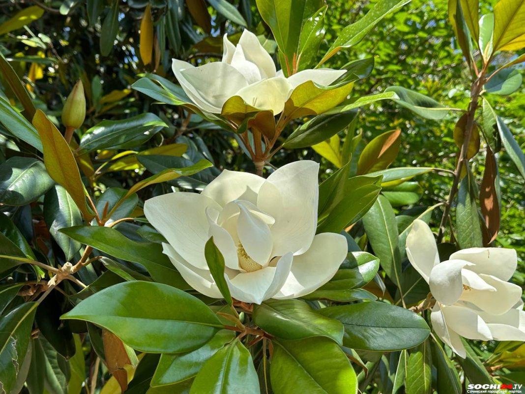 В Сочи зацвела крупноцветковая магнолия: почему этот цветок так важен для курорта