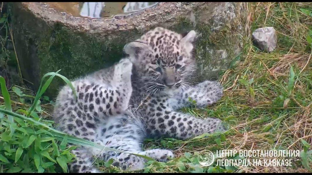 Котенку переднеазиатского леопарда в Сочи сделали первую прививку
