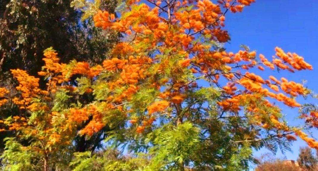 В Сочи на деревьях расцвели «пауки», существовавшие до динозавров